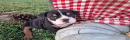 English Bulldog dogs for sale: Ruby - Ad 2