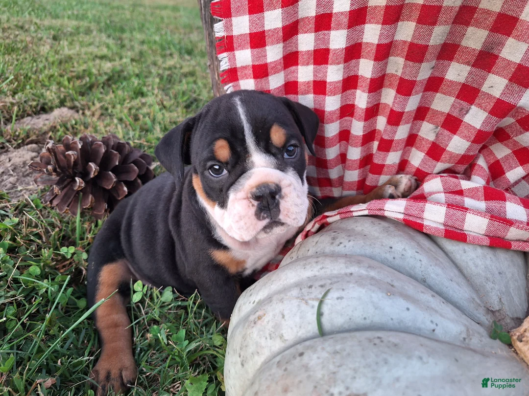 English Bulldog dogs for sale: Ruby - Ad 2