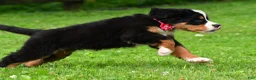 Bernese Mountain Dog dogs for sale: Nicole - Ad 10