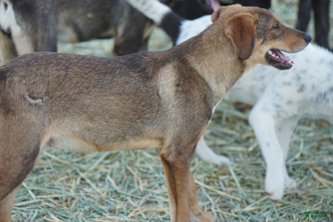 Mixed Breed dogs for sale: Dragon Tiscar Farm Dog - Ad 12