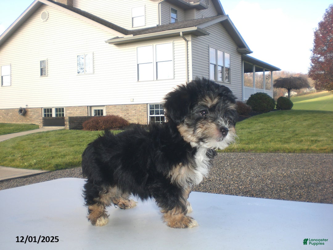 Yorkiepoo dogs for sale: Tina - Ad 4