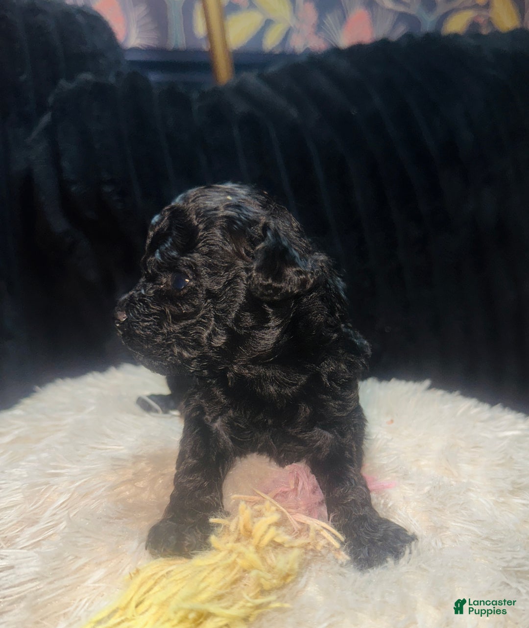 Toy Poodle dogs for sale: Toy Poodle Puppy 3 - Ad 6