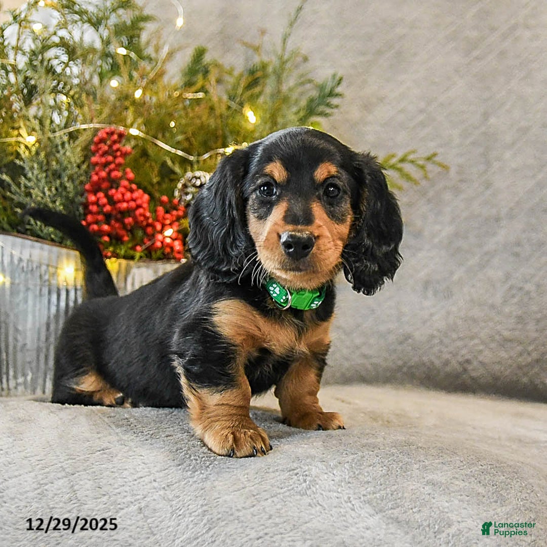 Dachshund dogs for sale: Tucker - Ad 4