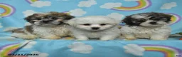 Teddy Bear dogs for sale: Bella   - Ad 3