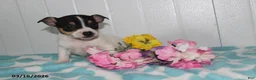 Jack Russell Terrier dogs for sale: Midget - Ad 4