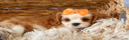 Cavalier King Charles Spaniel dogs for sale:  Nova🎀 - Ad 9