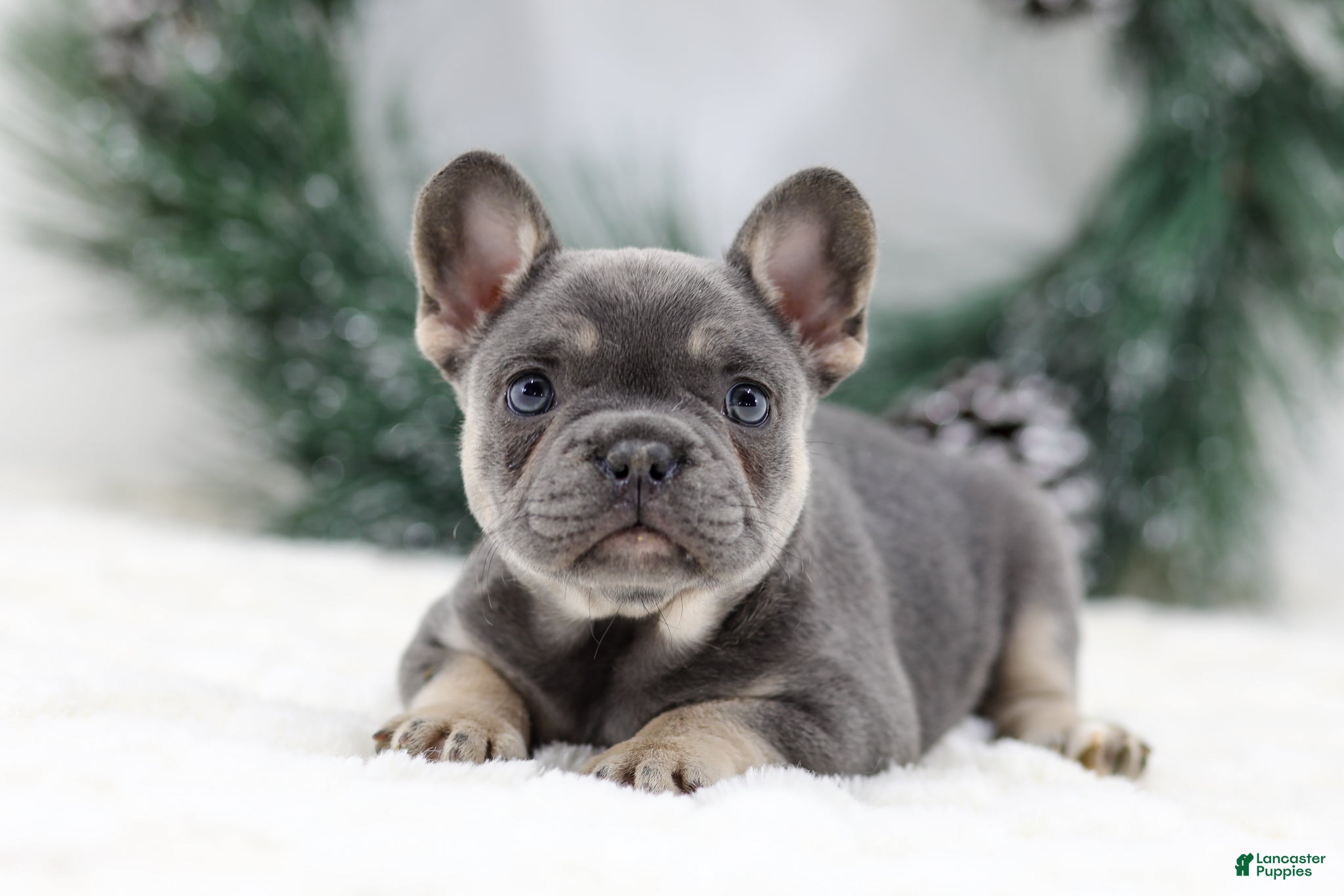 French Bulldog dogs Helen - Ad 12