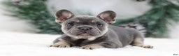 French Bulldog dogs for sale: Helen - Ad 1