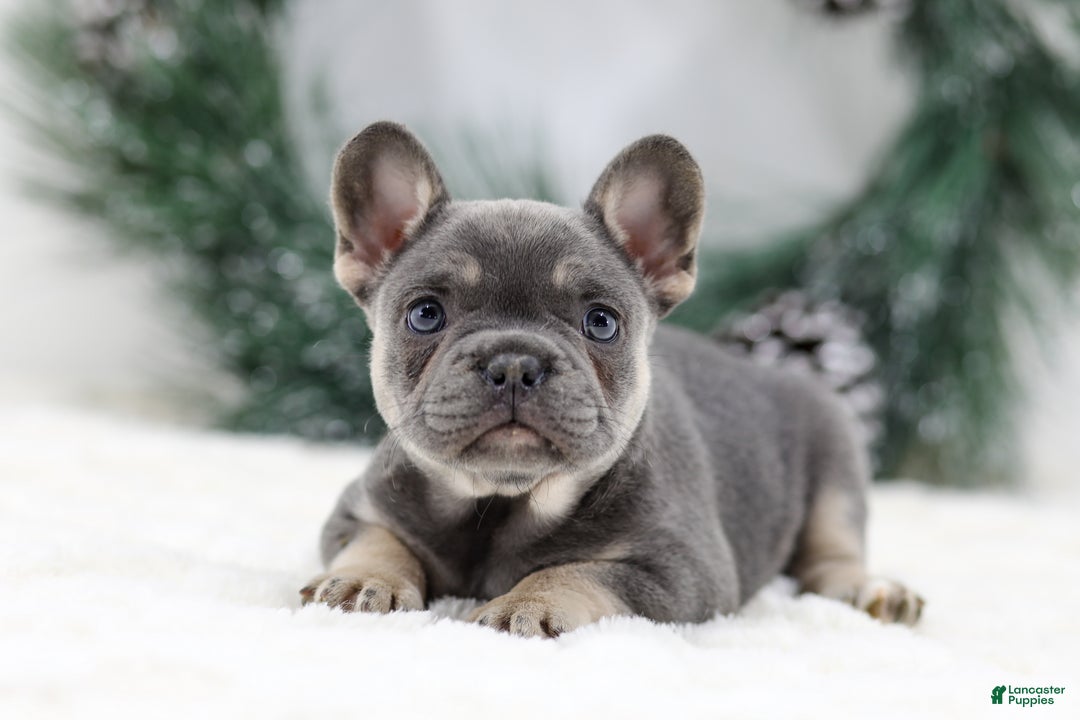 French Bulldog dogs for sale: Helen - Ad 1