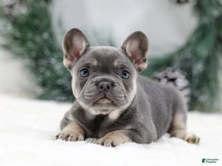 French Bulldog dogs Helen - Ad 12