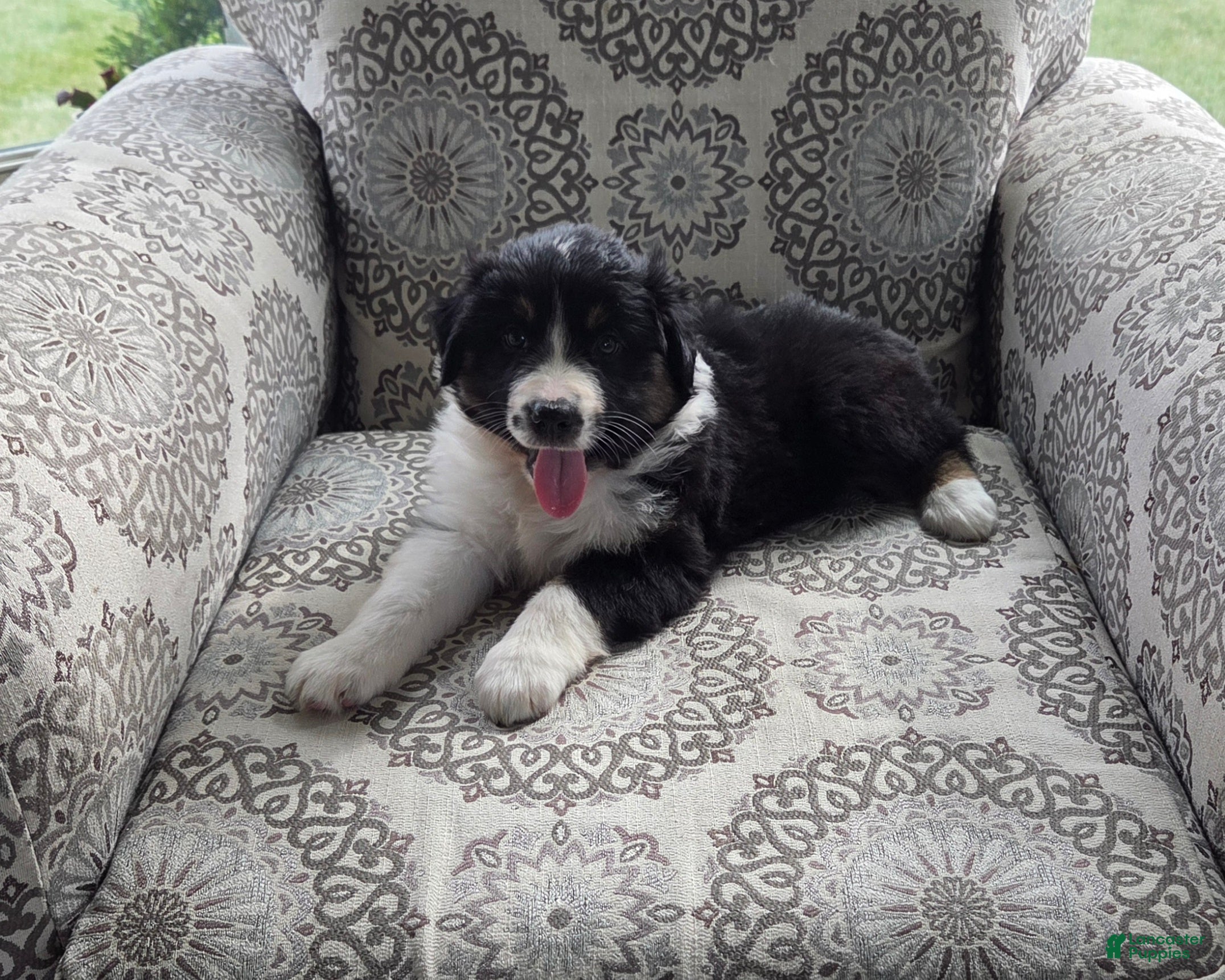 Australian Shepherd dogs Anika Star - Ad 1