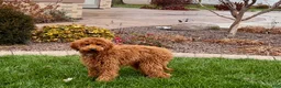 Cavapoo dogs for sale: Kaylee - Ad 5