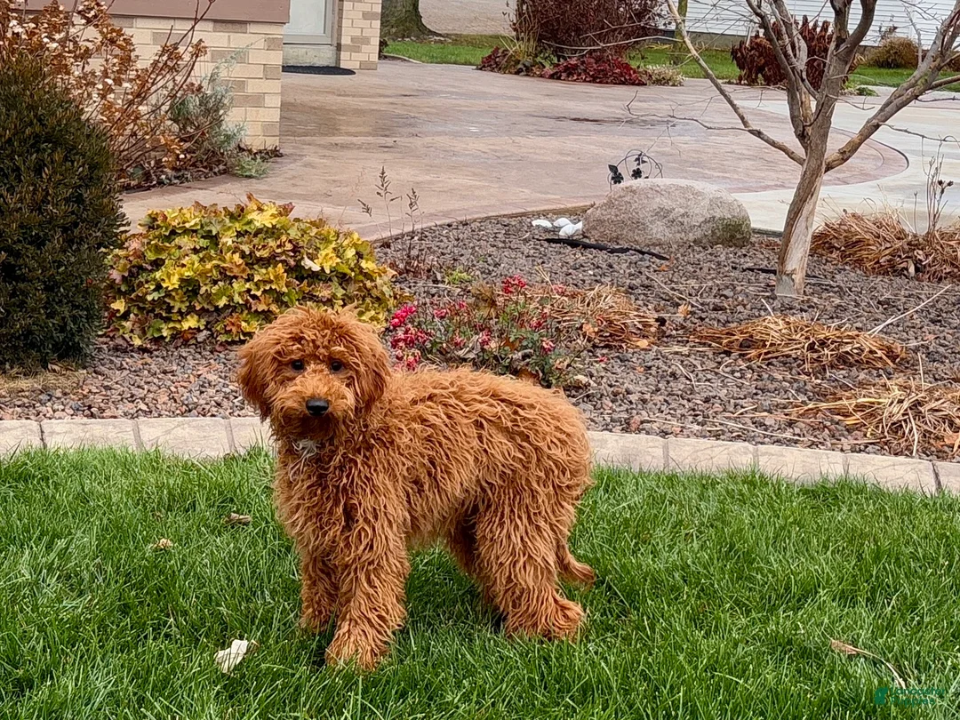 Cavapoo dogs for sale: Kaylee - Ad 5