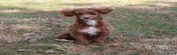 Miniature Poodle dogs for sale: Teddy - House and Crate Trained - Ad 12