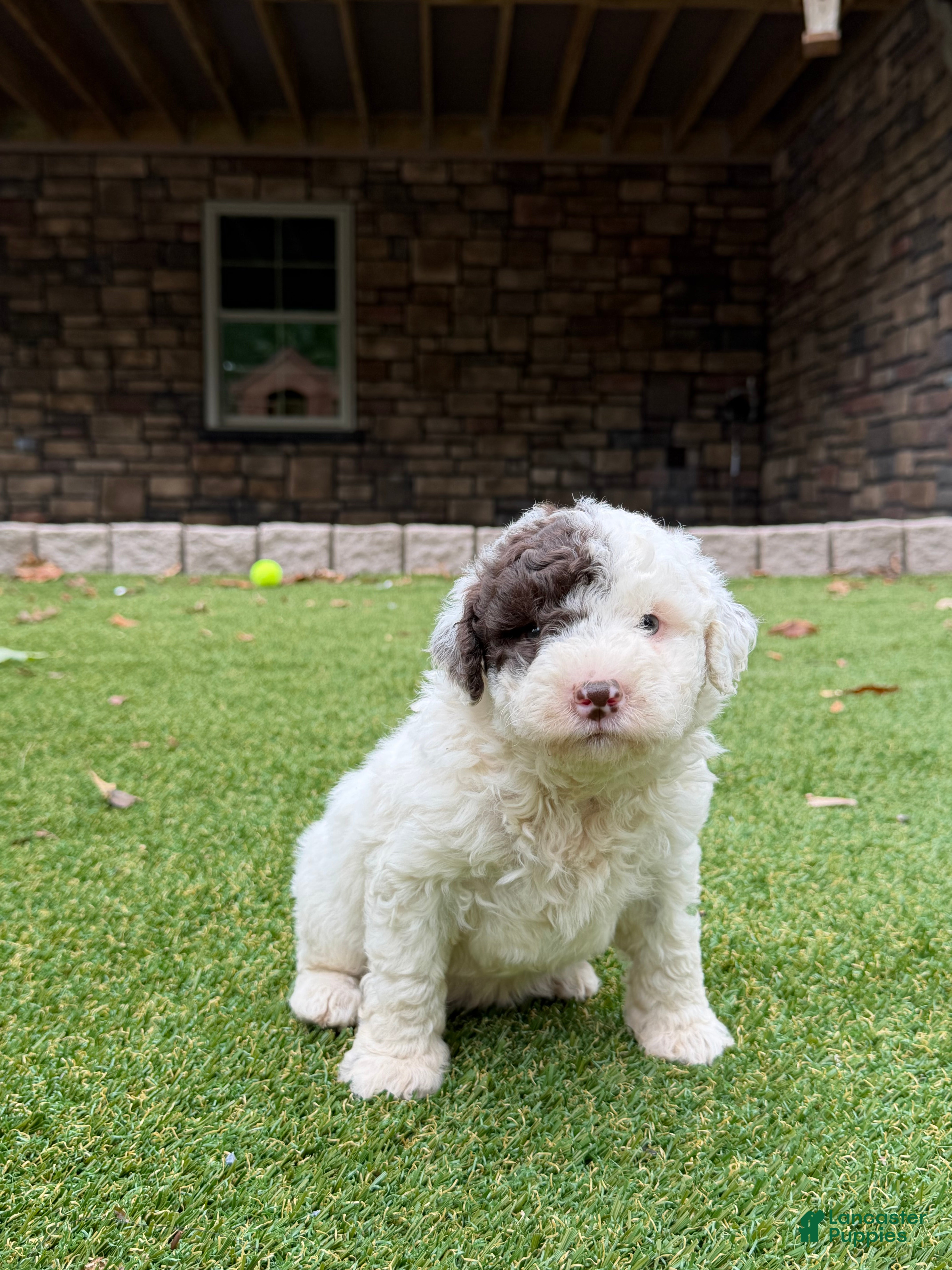 Rambo, Aussiedoodle