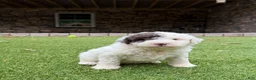 Aussiedoodle dogs for sale: Rambo - Ad 3