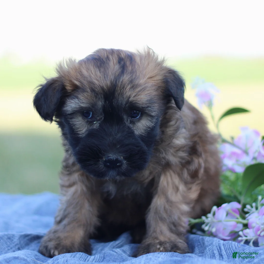 Soft Coated Wheaten Terrier dogs for sale: Gretta  - Ad 1