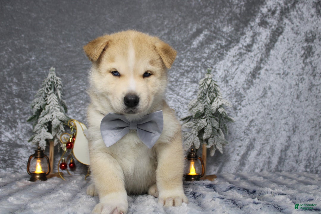 Pomsky dogs for sale: Fenrys - Ad 3