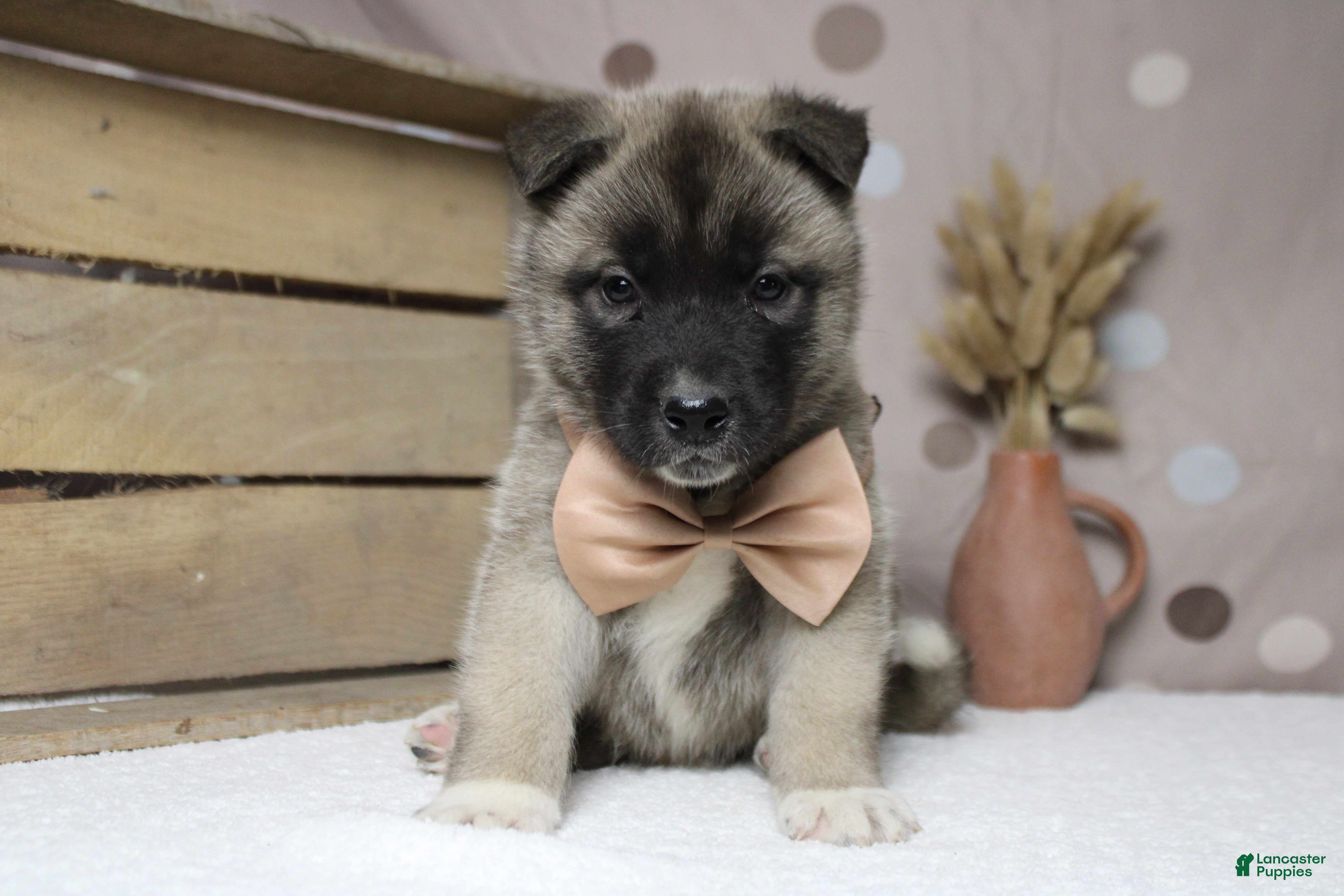 Akita dogs Braeburn - Ad 9