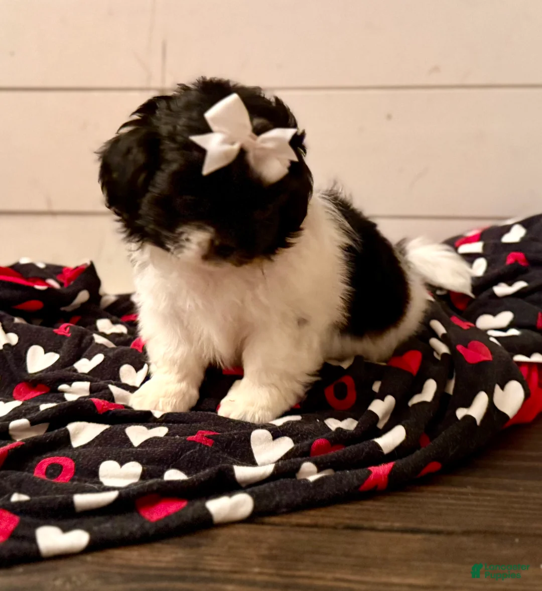 Shihpoo dogs for sale: Glinda  - Ad 20
