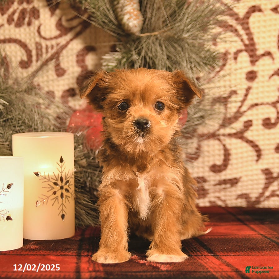 Shorkie dogs Archer  - Ad 1