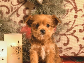 Shorkie dogs Archer - Ad 11