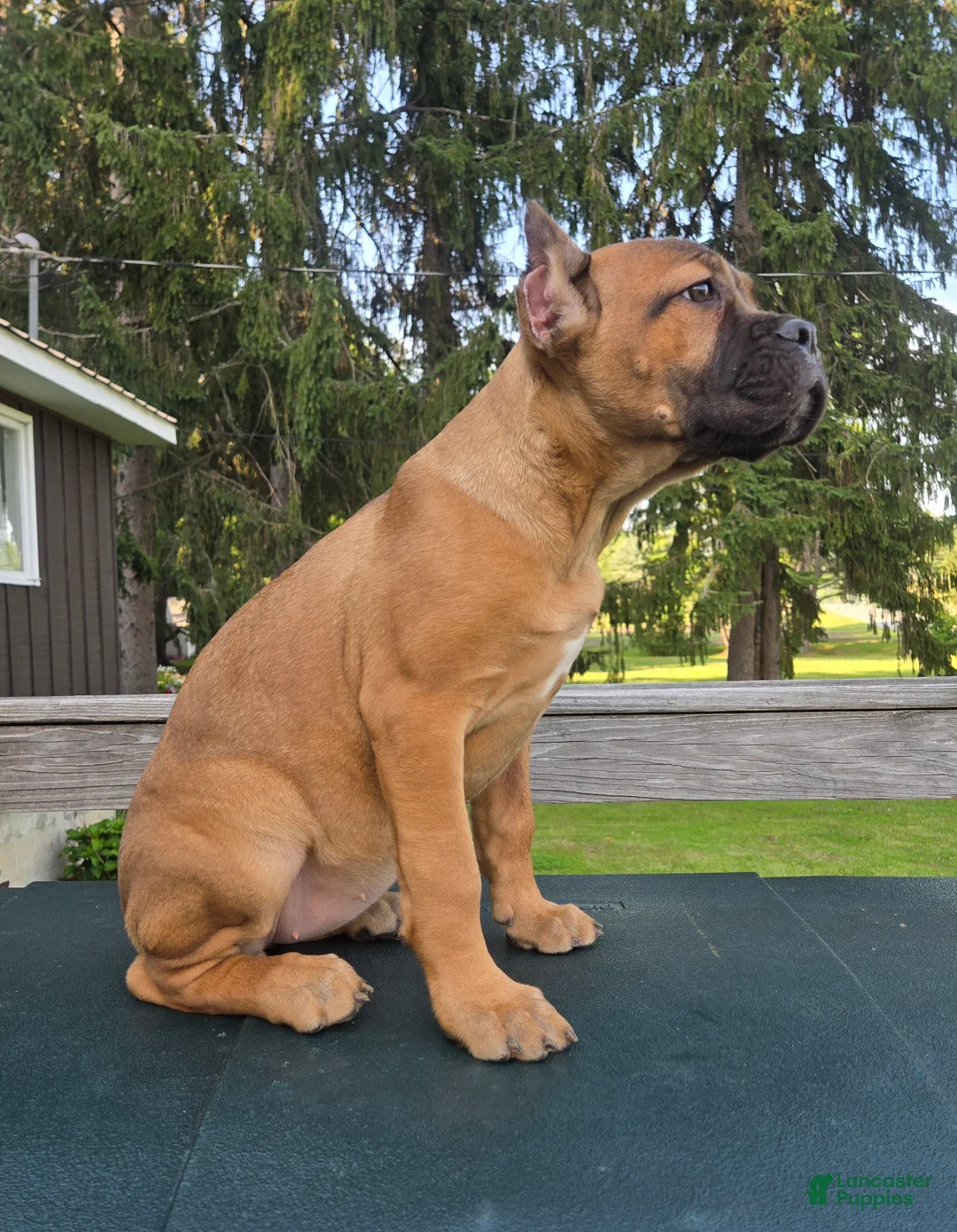 Cane Corso dogs for sale: Sonya - Ad 2