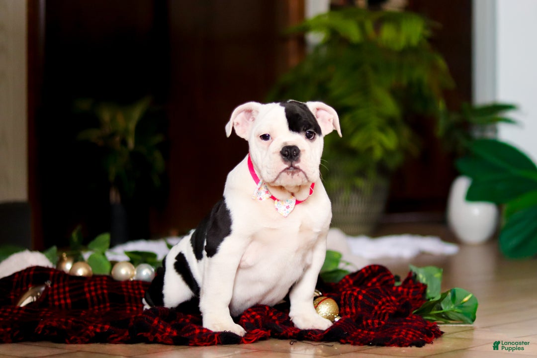 English Bulldog dogs for sale: Lacey - Ad 2