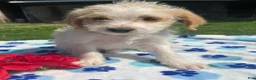 Mixed Breed dogs for sale: Ronnie - Ad 3
