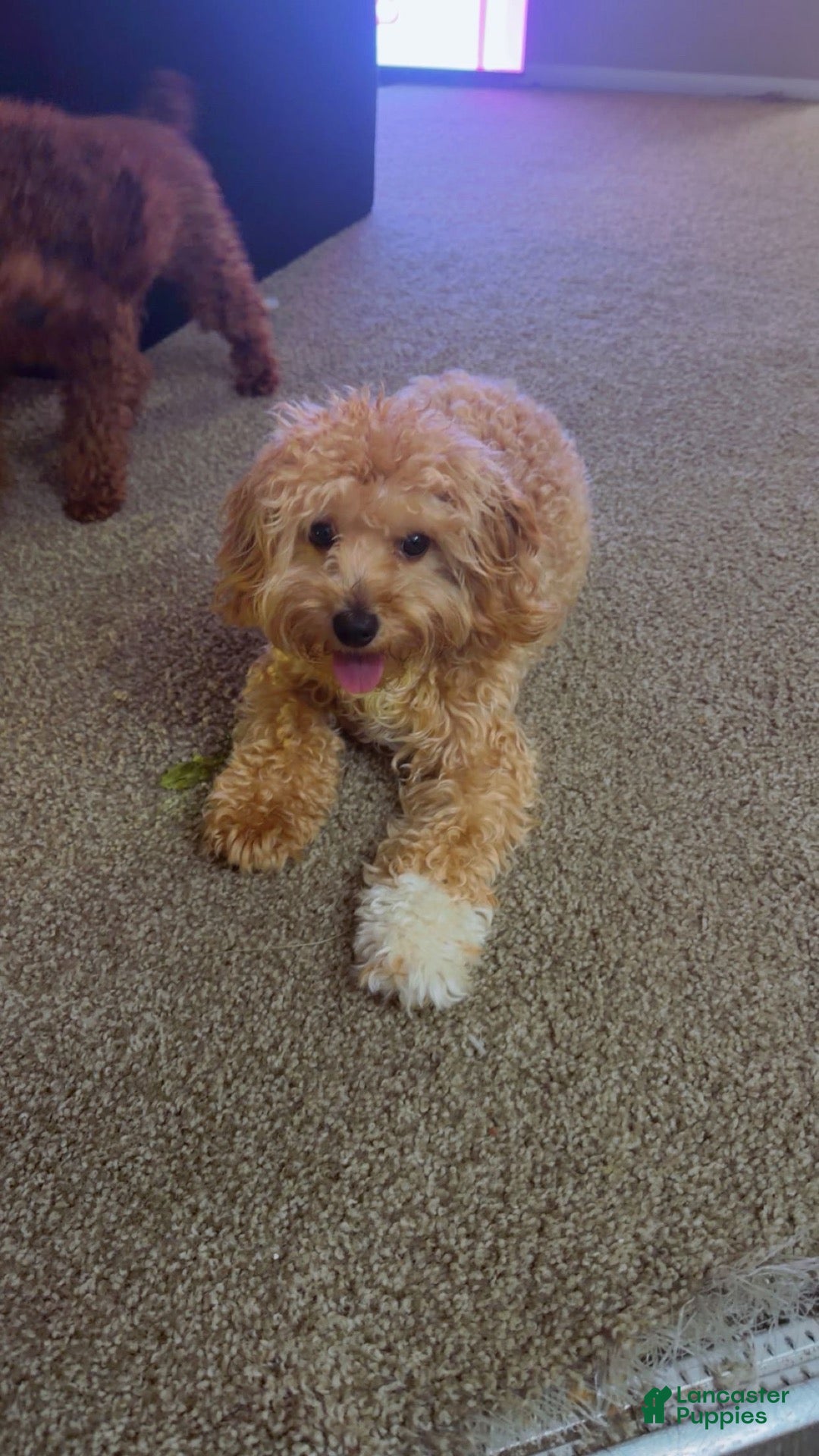 Cockapoo