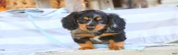 Miniature Dachshund dogs for sale: Jack Miniature Dachshund  - Ad 7