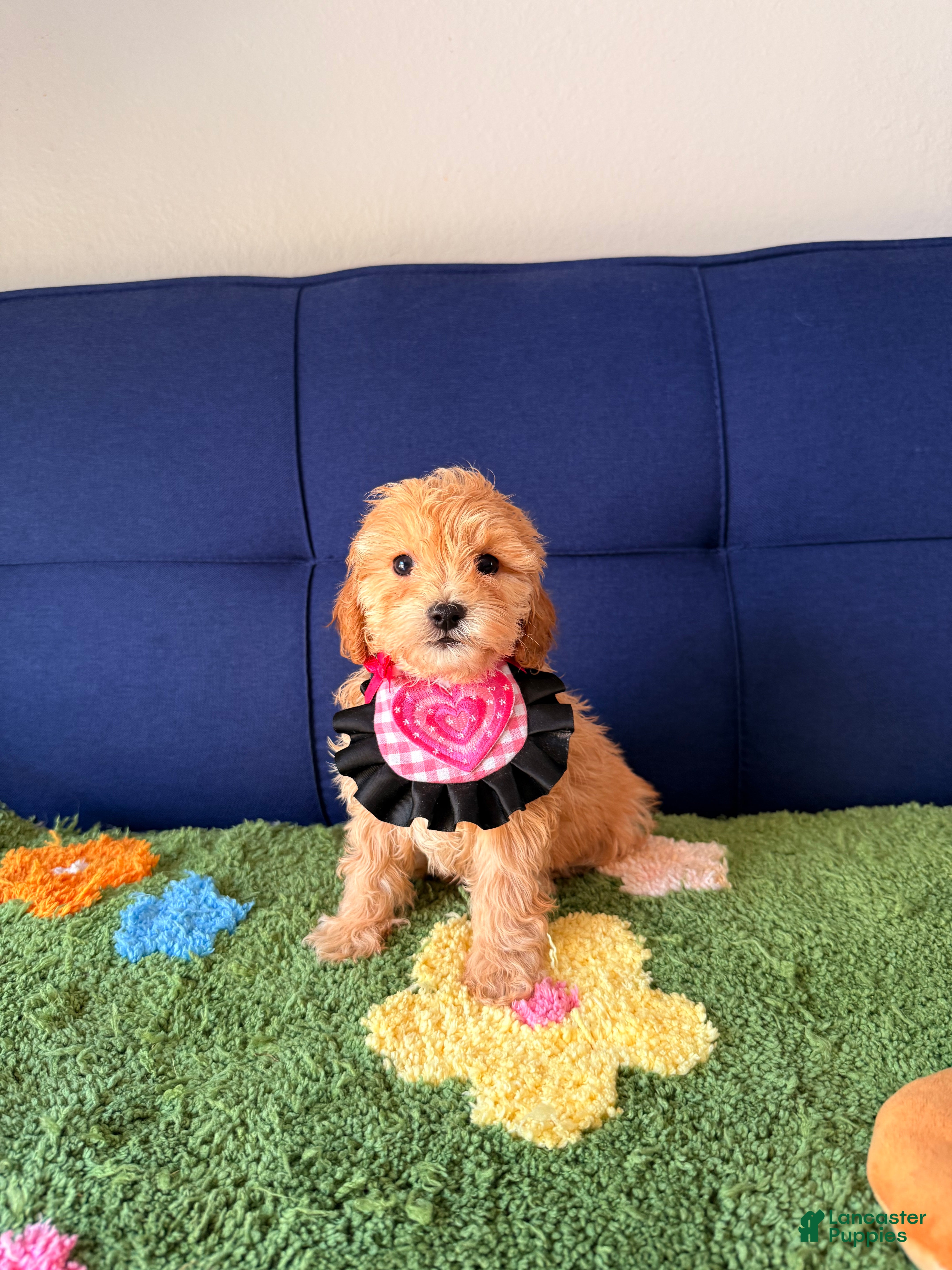 Cavapoo dogs bella - Ad 2