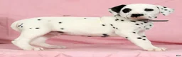 Dalmatian dogs for sale: Bandit - Ad 2