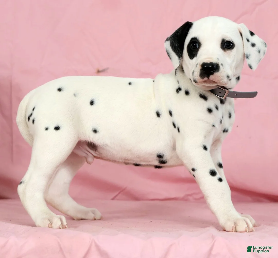 Dalmatian dogs for sale: Bandit - Ad 2