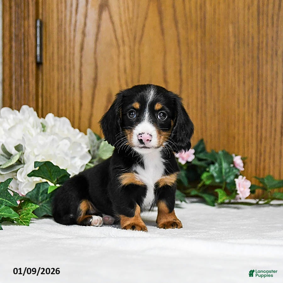 Miniature Dachshund dogs Kasey - Ad 16