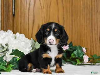 Miniature Dachshund dogs Kasey - Ad 15