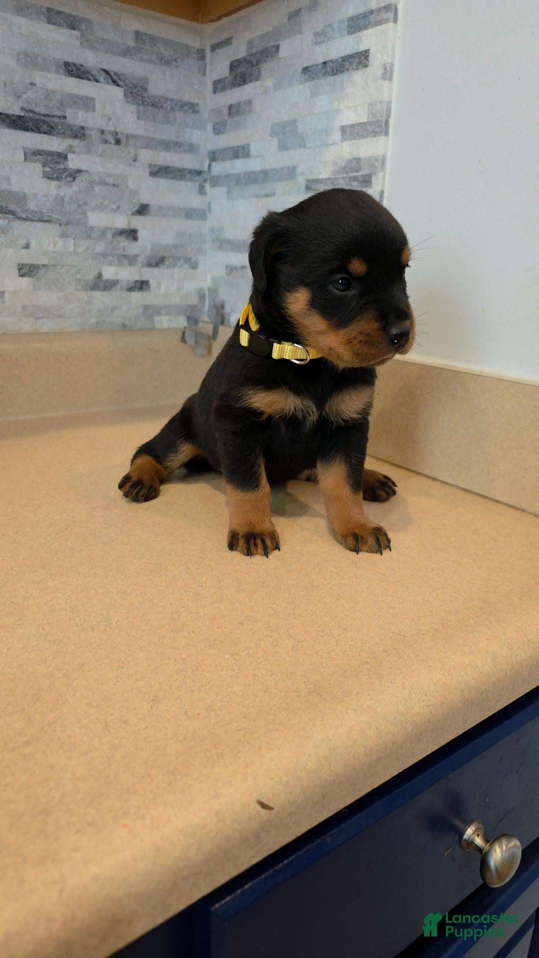 Rottweiler dogs Rottweiler 4 - Ad 35