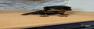 Rottweiler 4