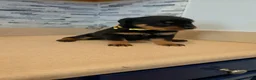 Rottweiler dogs for sale: Rottweiler 4 - Ad 1