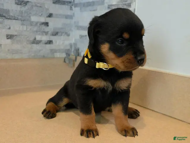 Rottweiler dogs Rottweiler 4 - Ad 25