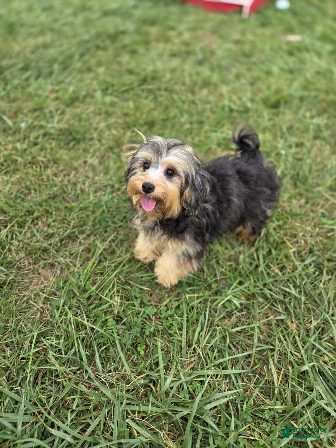 Yorkiepoo dogs for sale: Daphne - Ad 2
