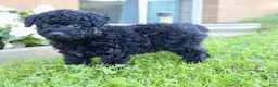 Yorkiepoo dogs for sale: Snickers - Ad 6