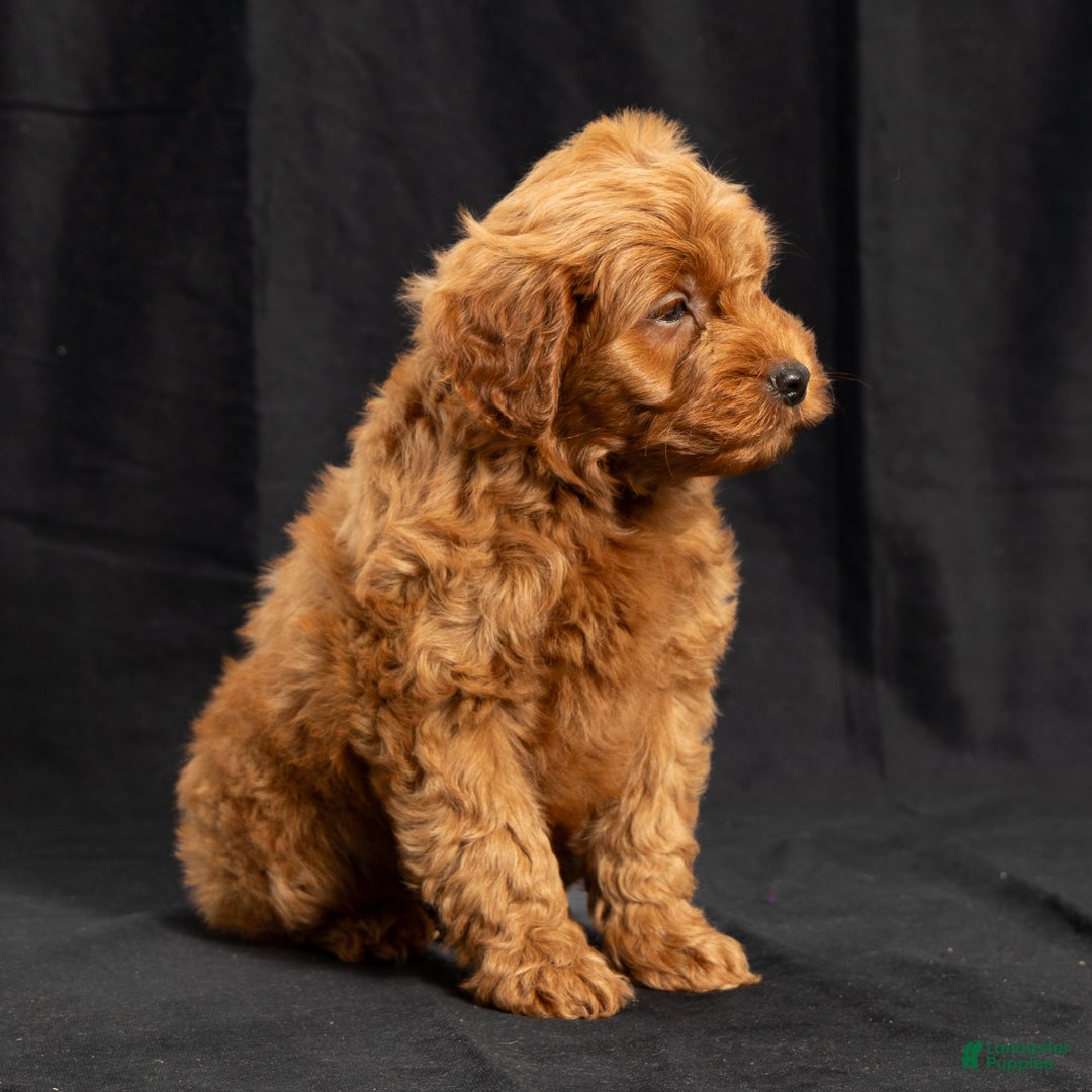 Mini Goldendoodle dogs for sale: Nickie - Ad 2