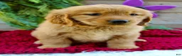 Golden Retriever dogs for sale: Angie - Ad 1