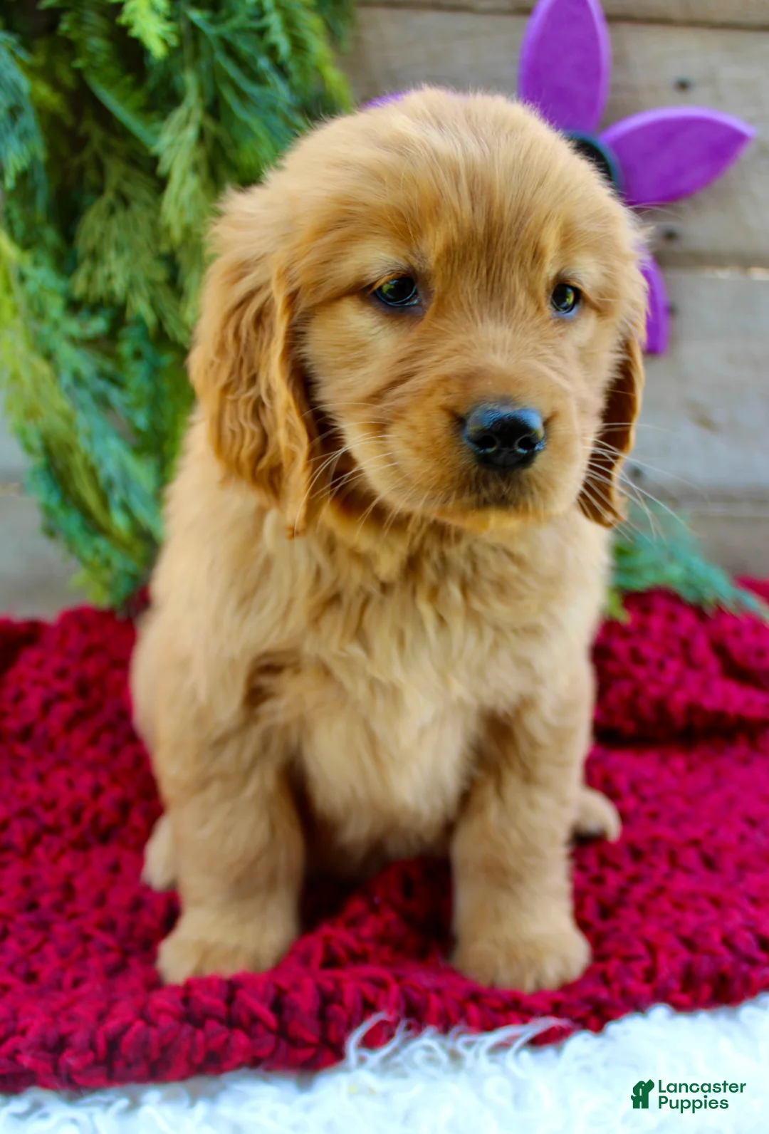 Golden Retriever dogs for sale: Angie - Ad 1