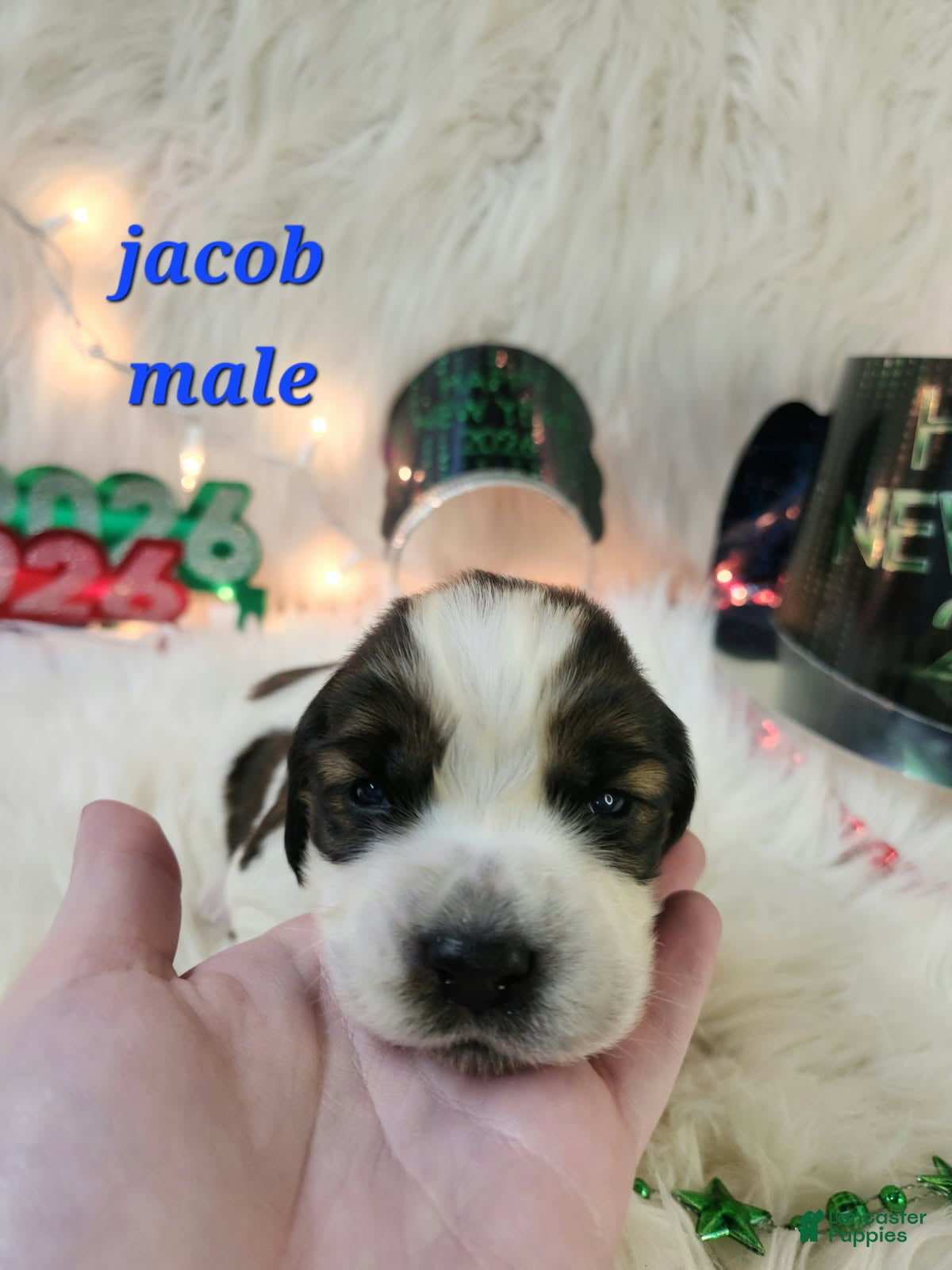 English Springer Spaniel dogs Jacob - Ad 41
