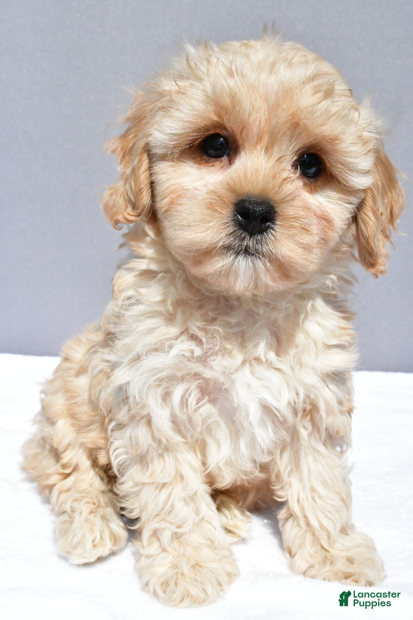 Cavapoo dogs Lyndon - Ad 1