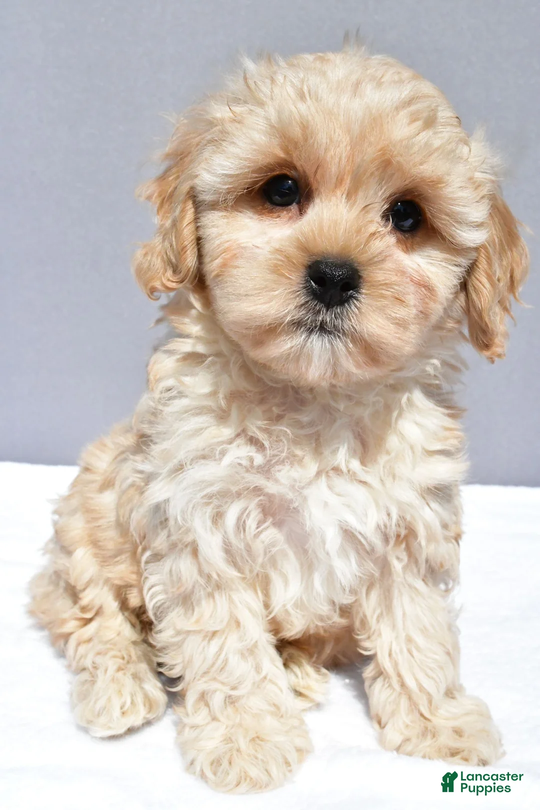 Cavapoo dogs for sale: Lyndon - Ad 1