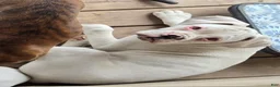 Boxer dogs for sale: Sam - Ad 19
