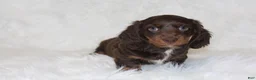 Miniature Dachshund dogs for sale: Coco - Ad 3